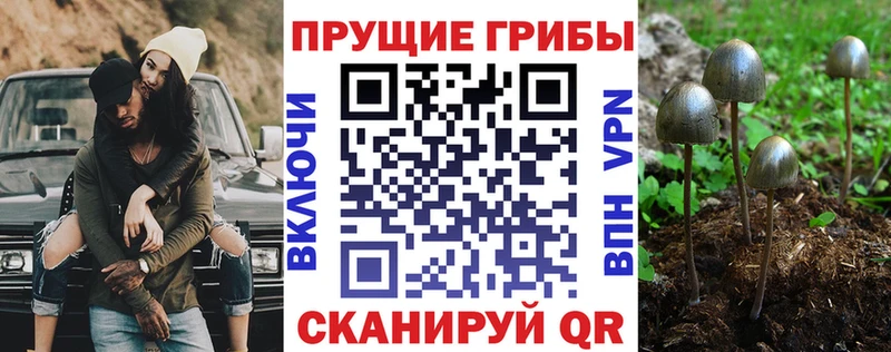 где можно купить наркотик  Карабаново  Псилоцибиновые грибы MAGIC MUSHROOMS 